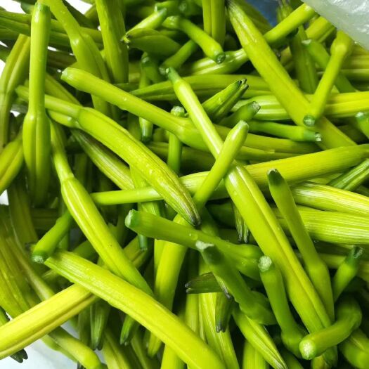 新泰市 中国山东黄花菜之乡黄花菜上市
