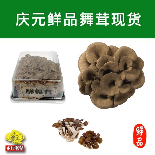 庆元县 庆元新鲜栗蘑灰树花舞茸菌菇22朵顺丰包邮