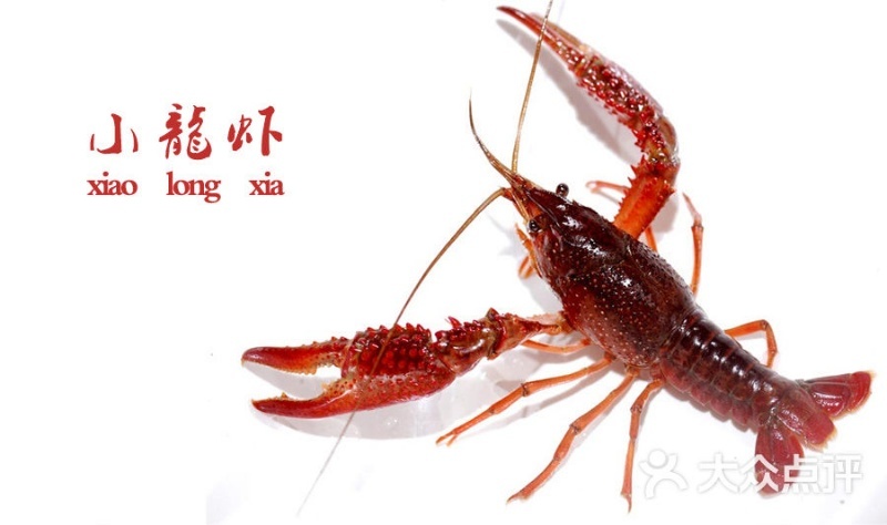 洪湖市 洪湖市湖润水产
4月4日 小龙虾发货价，物流配送全国。