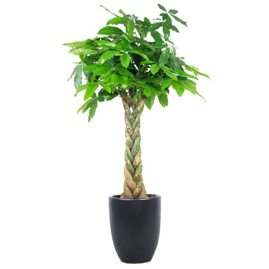 平定县 发财树盆栽绿植室内外花卉盆景植物招财树花苗客厅绿植四季常青