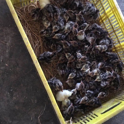 南宁火鸡苗 统货