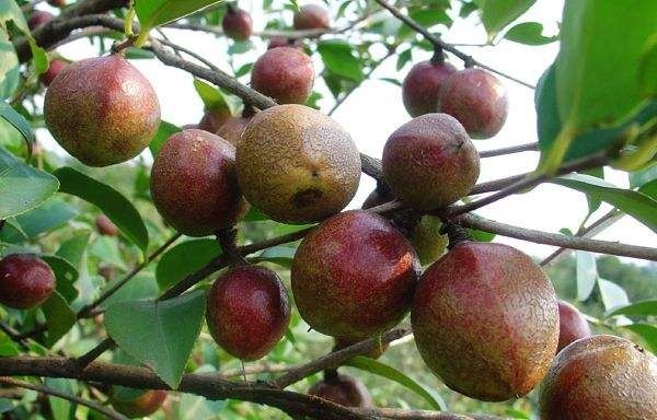 隆林县压榨山茶油  土山茶油粒