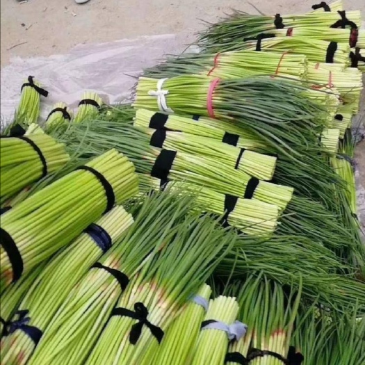 开封 鲜蒜，蒜苔上市