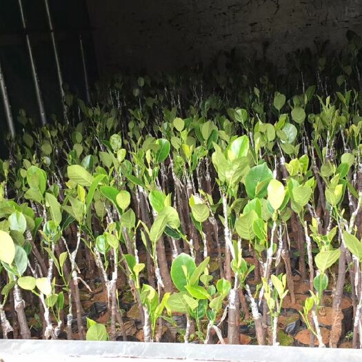 化州市金煌芒果苗 无核荔枝，三华李，沃柑，珍珠菠萝，芒果，龙眼，绿化，果园均有