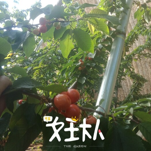 临朐县大樱桃 5-10mm 5g以下