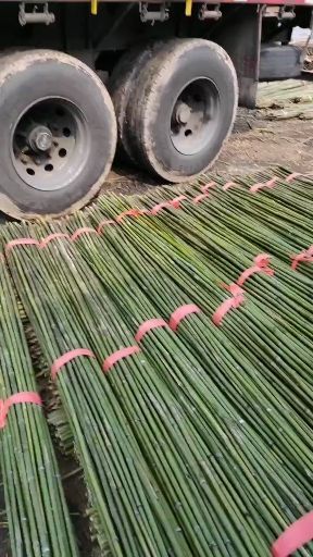 这样的菜架竹你们不喜欢吗