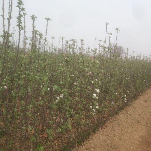 稷山县苹果树苗 5万株左右