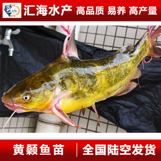 广州黄骨鱼苗 杂交黄骨鱼苗 黄颡鱼苗 黄辣丁鱼苗 水花 量大价优