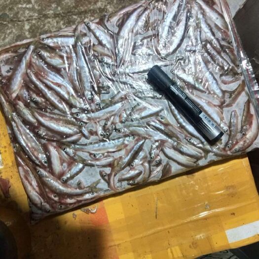 大理市蓝刀鱼出售，零售勿扰，吨数起批