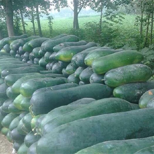  大量冬瓜有货