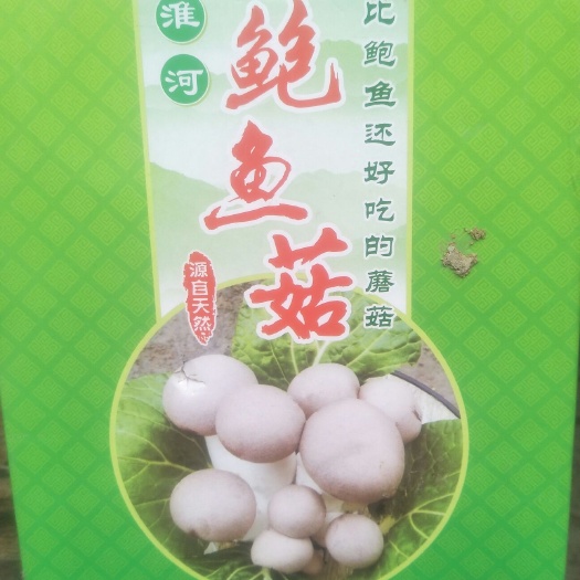 阜南县鲍鱼菇