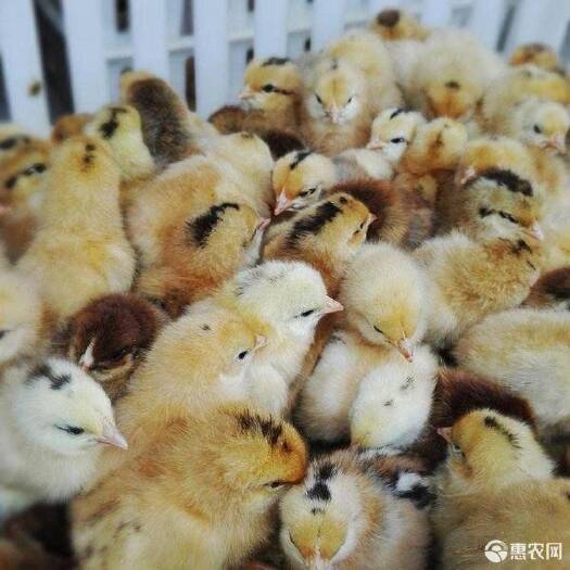 南宁乌骨鸡苗 统货