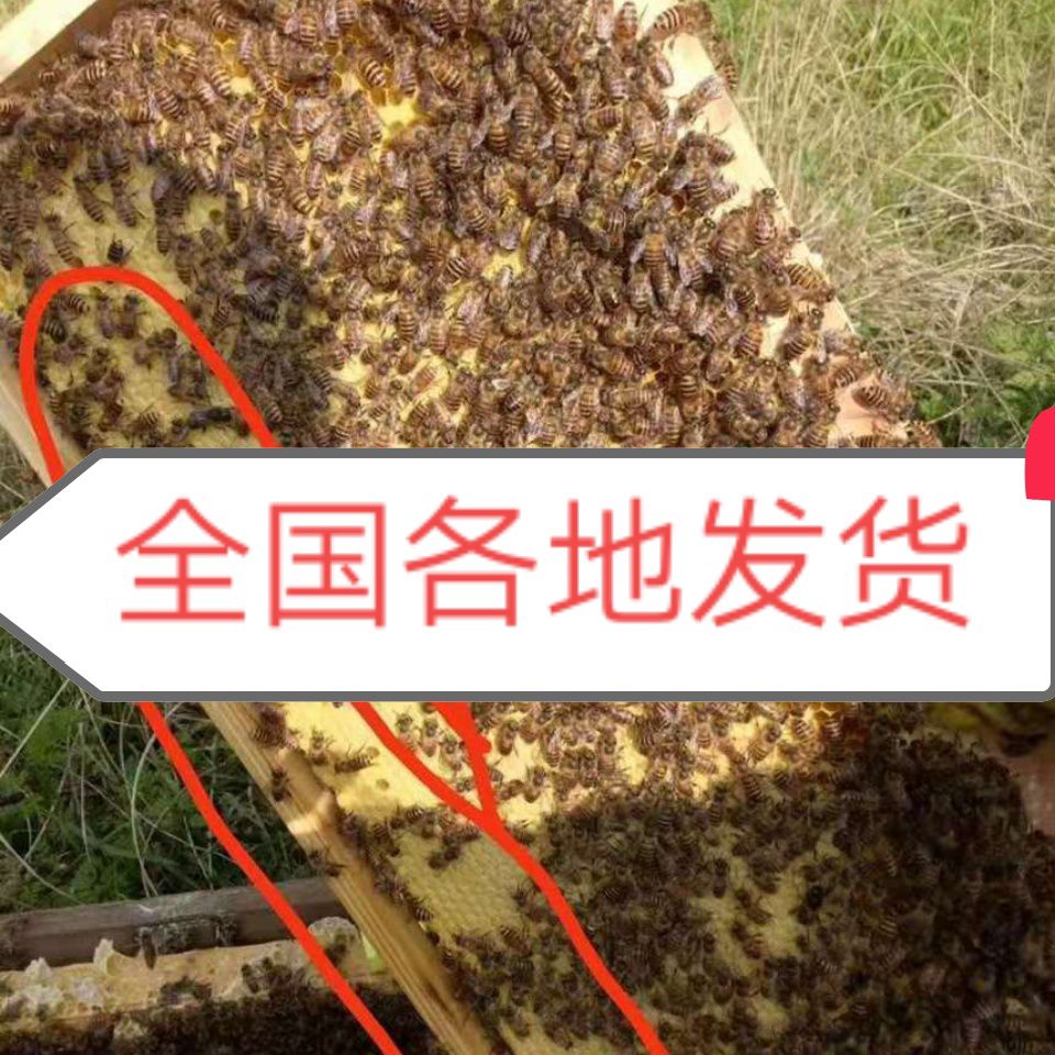 中华蜜蜂  





 蜜蜂  欢迎来到青岛丹山蜂业
小江中蜂商店