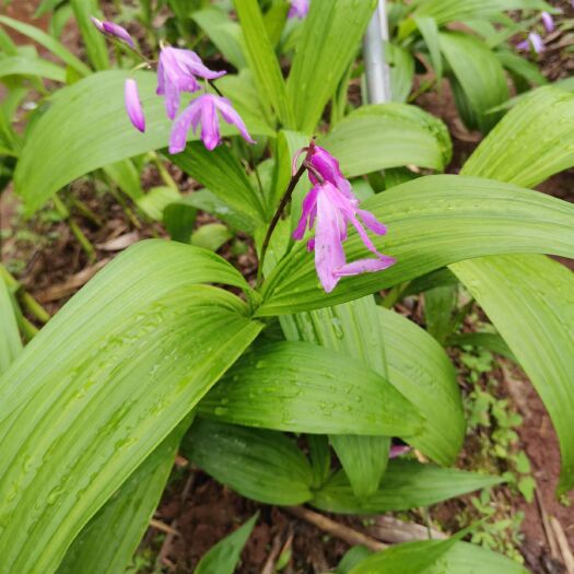 瑞金市紫花白芨苗 紫花三叉大白及，