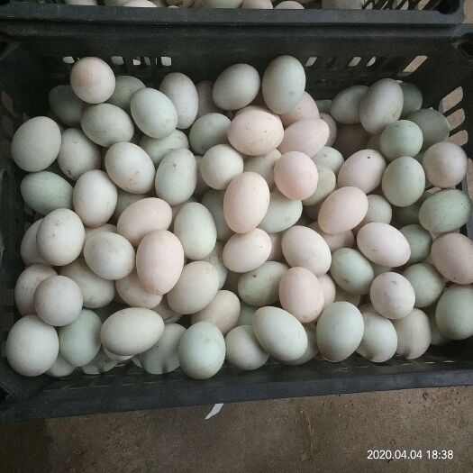 衡南县绿壳鸭蛋  麻鸭蛋，土鸭蛋出售(绿壳和白壳)