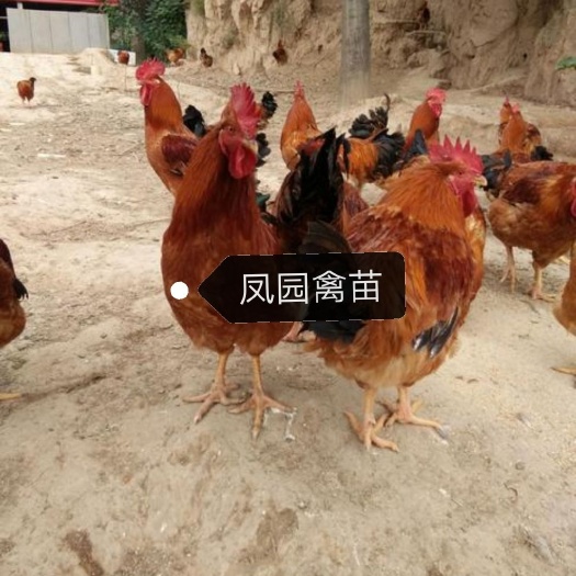 南宁良凤花鸡苗  快大