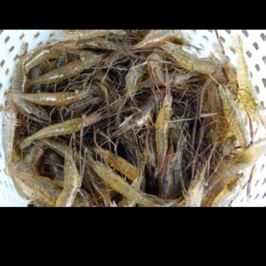 青虾 工人在河里捕捉的河虾
