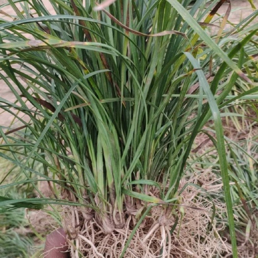曹县麦冬草 精品麦冬苗生产基地直供