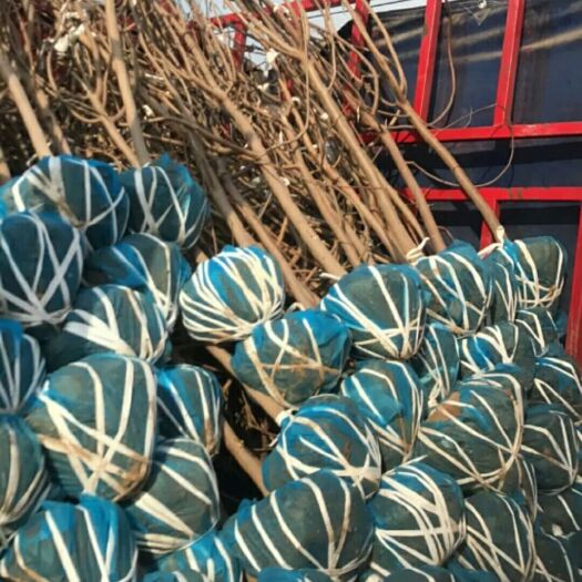 定州市 黄栌最大基地出售各种规格黄栌，量大的惊人
