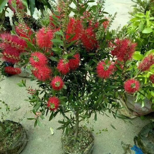 阳朔县美花红千层