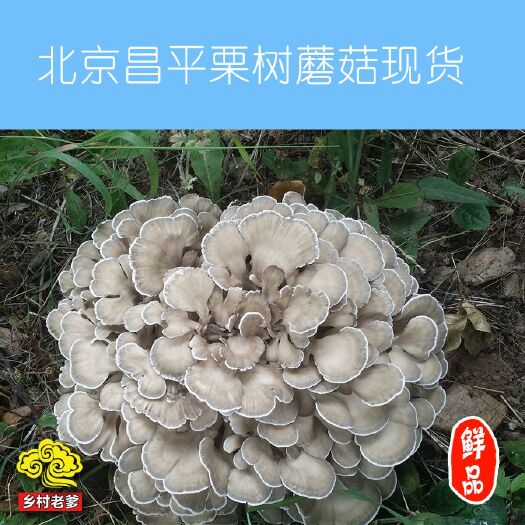 蘑菇 北京新鲜栗蘑灰树花舞茸菌菇5斤顺丰包邮