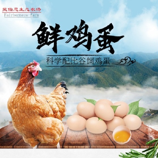  销售土鸡蛋，土鸡