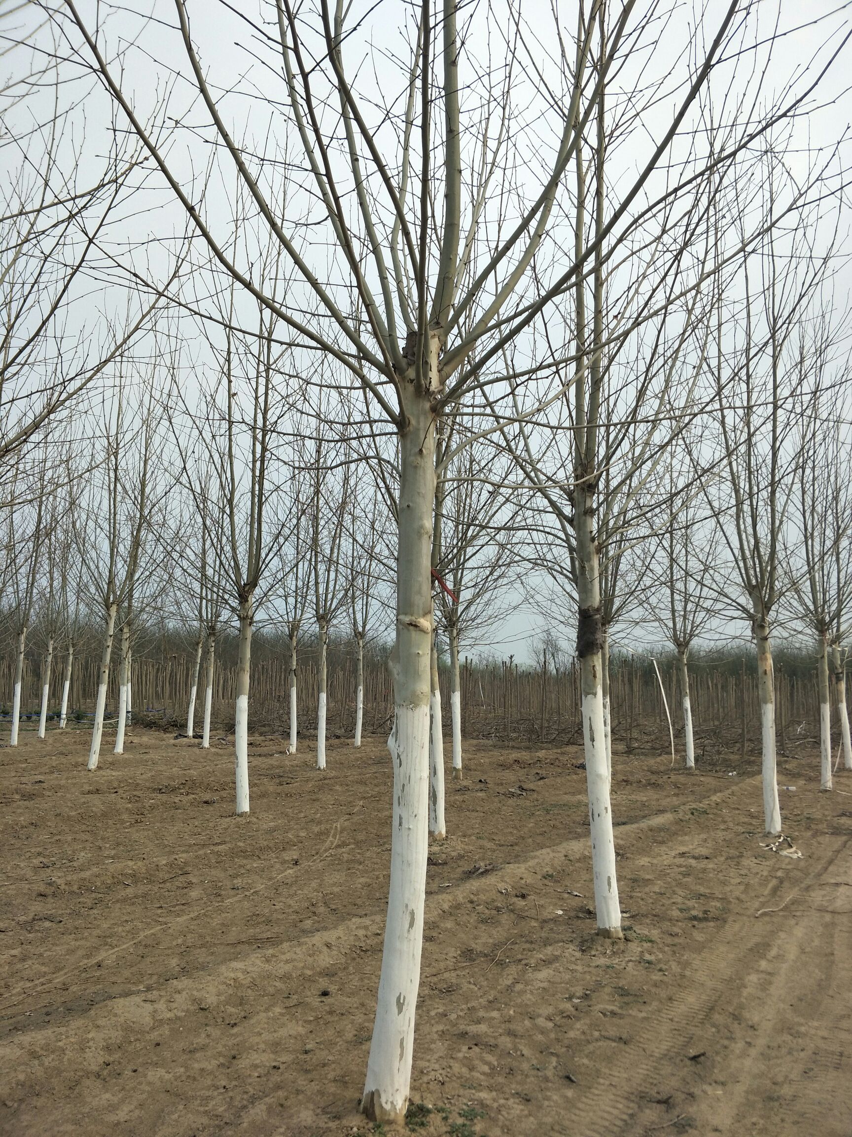 速生法桐 出售12-15公分法桐