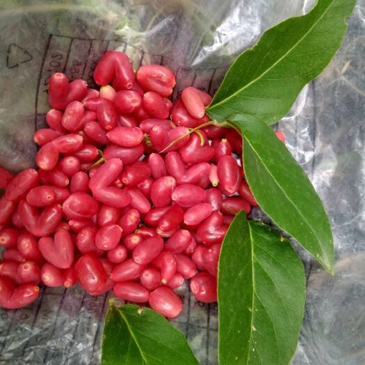泰安 南北方均可种植的杈杷果苗 1-4年苗出售 当年结果苗价格