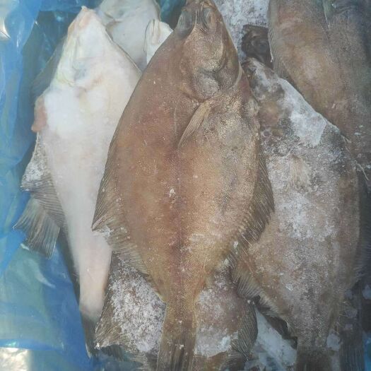  鳊鱼