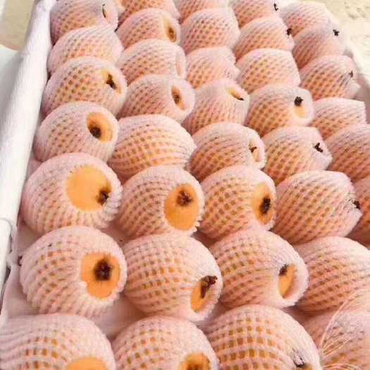 莆田 天然枇杷   自家种植    批发