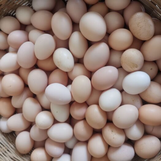 绵阳 纯粮食散养土鸡蛋