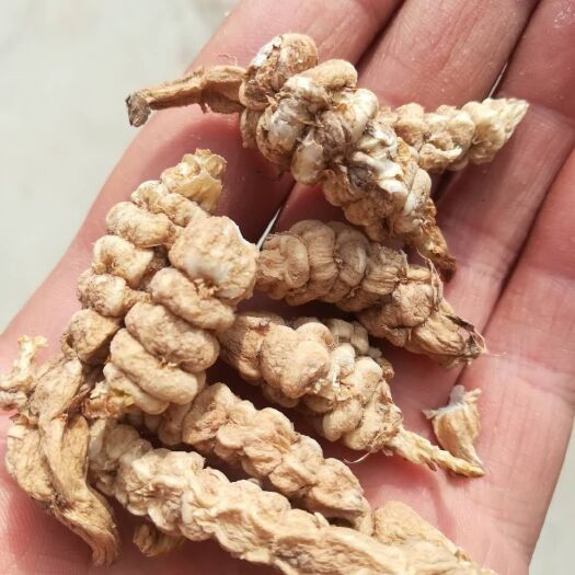白银宝塔菜螺丝菜干货、草石蚕、干地蚕参个头大质量好，自然风干