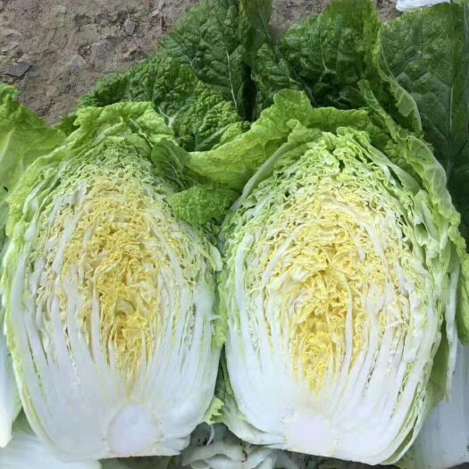聊城 菊锦大白菜