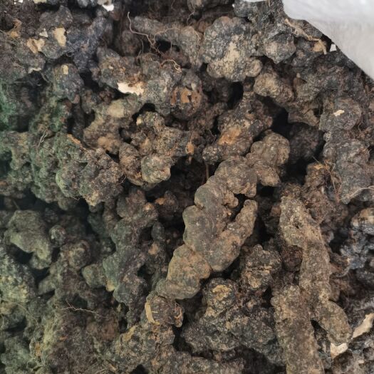 抚松县猪苓 自己上山採的地苓
