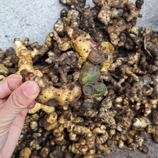 连南县新鲜黄精多花姜形黄精