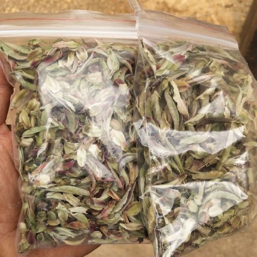 沧源县高山野生茶  野茶