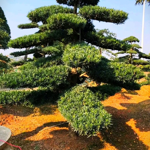 浏阳市罗汉松，精品造型罗汉松，罗汉松基地