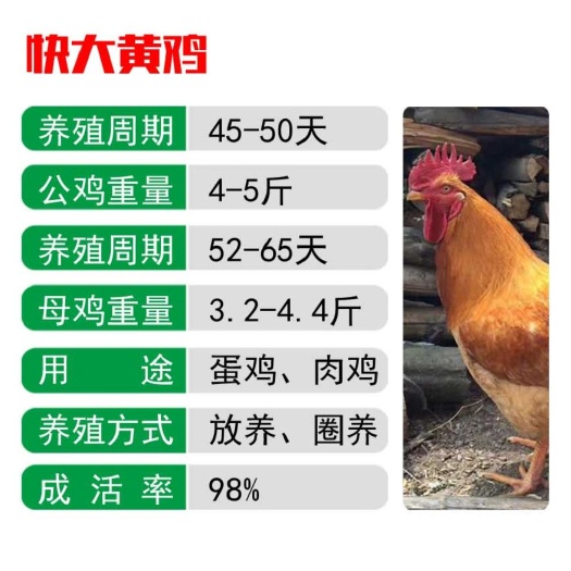 南宁九斤黄鸡苗  快大黄鸡苗（九斤黄），出壳包打疫苗，运输包运损！