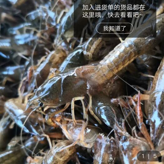 黄梅县小龙虾苗