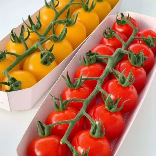 寿光市小番茄  红串收柿子，黄串收柿子，产地直供，可发全国。