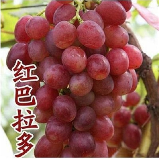 泰安阳光玫瑰葡萄苗 阳光玫瑰，巨峰，甜蜜蓝宝石，夏黑，美人指，浪