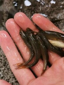 佛山青鱼苗/黑鲩鱼苗/螺蛳苗/抗病力强/水花一手货源。超低价。