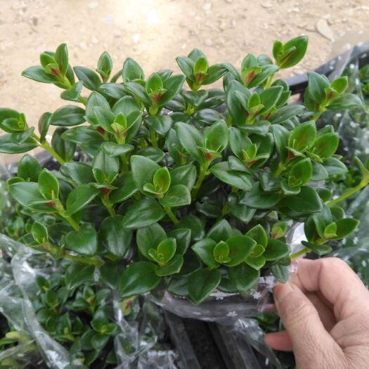 青州市花金鱼吊兰 30cm以下
