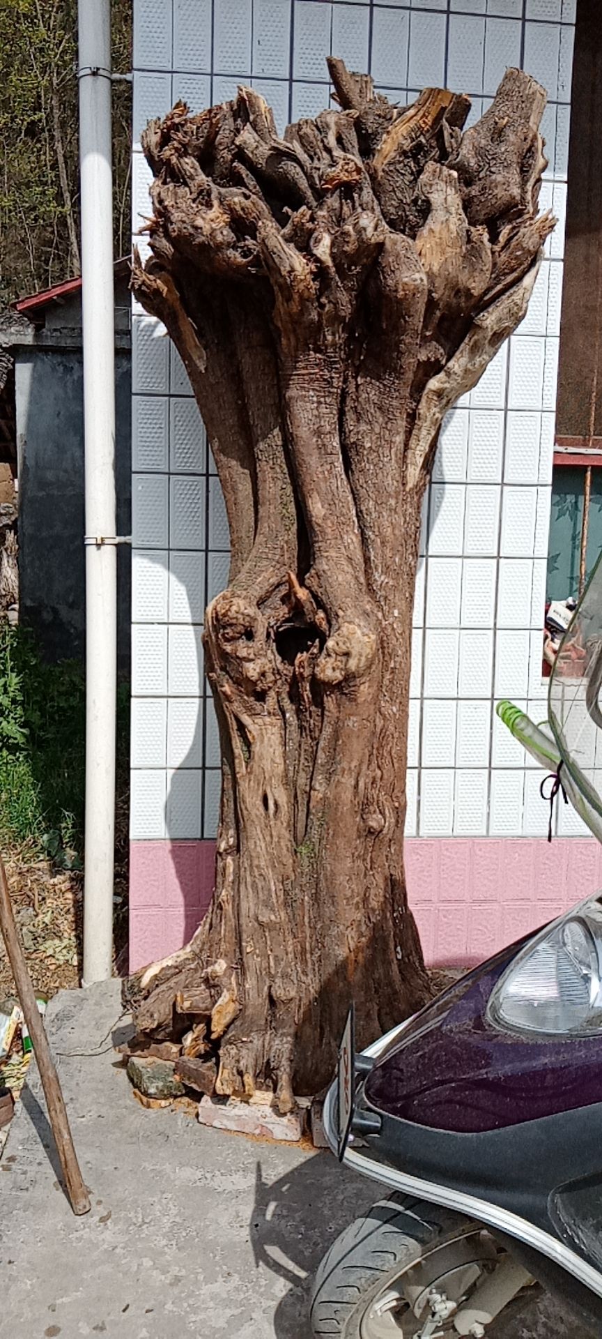 西乡县 千年黄杨木大桩 根雕，需要的联系