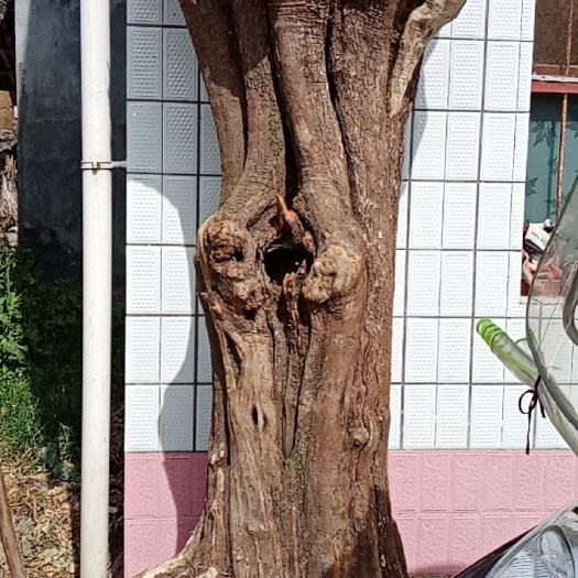 西乡县 千年黄杨木大桩 根雕，需要的联系