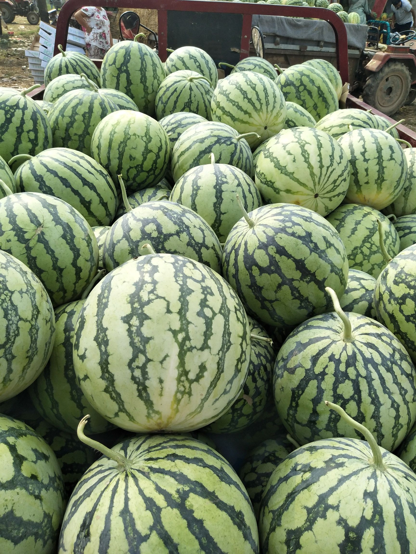 京欣西瓜个头大,口感甜,糖度高,产地直销