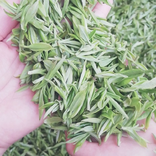 霍山县霍山黄芽 霍山精品黄芽