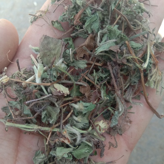 亳州蛇莓  草莓草