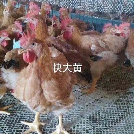 衡南县 九斤黄鸡苗 快大黄鸡年 肉鸡苗90天8斤左右