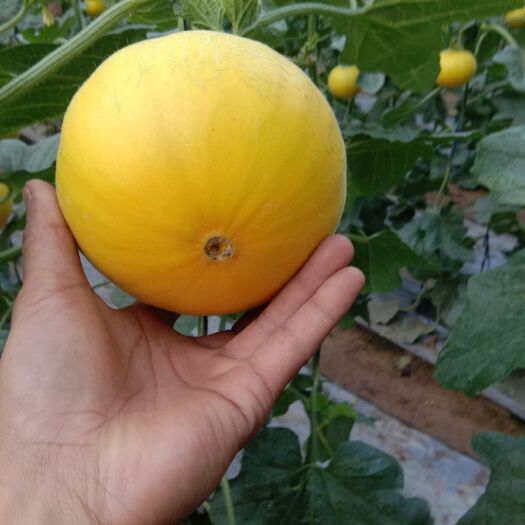 饶阳县 伊丽莎白甜瓜大量上市，价格优惠